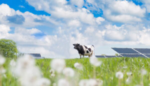 GD solar já se concentra no campo